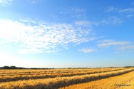 Ackerlandschaft im Herbst