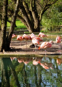 Flamingos (Bild: Geka Presse&Foto)