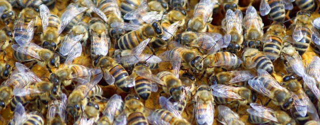 Bienen sind nicht nur fleißige Nektarsammler, sondern lebenswichtig